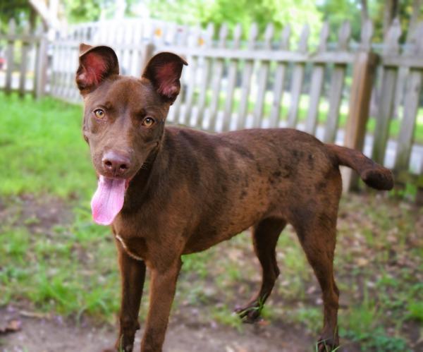 Enlarge Betsy, a Adoptable mixed breed in Mobile, AL image 2/4