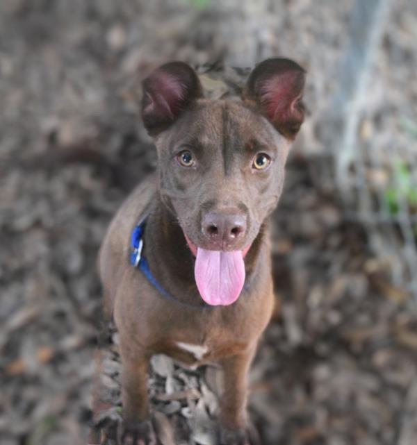 Enlarge Betsy, a Adoptable mixed breed in Mobile, AL image 2/4