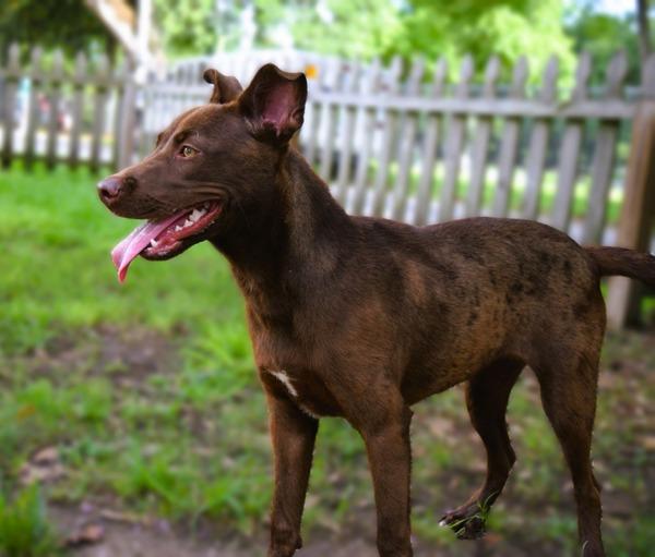 Enlarge Betsy, a Adoptable mixed breed in Mobile, AL image 4/4