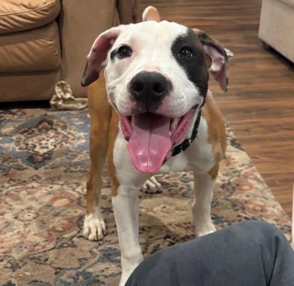Enlarge Humphrey, a Adoptable mixed breed in Rochester, NY image 2/4