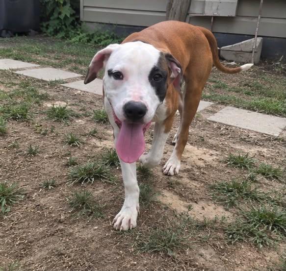 Enlarge Humphrey, a Adoptable mixed breed in Rochester, NY image 3/4