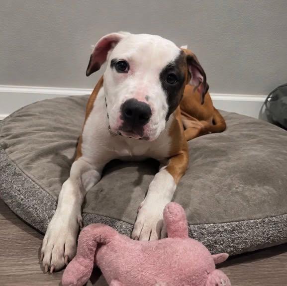 Enlarge Humphrey, a Adoptable mixed breed in Rochester, NY image 4/4