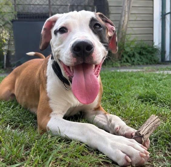 Enlarge Humphrey, a Adoptable mixed breed in Rochester, NY image 1/4