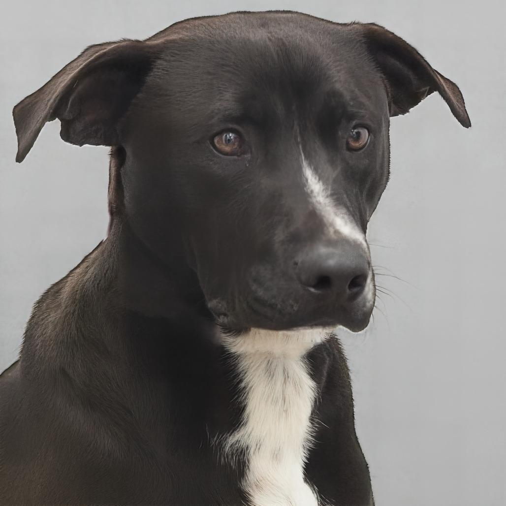 Waylon, Adoptable, Adult Male Pit Bull Terrier & Labrador Retriever.