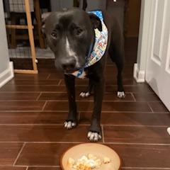 Enlarge Waylon, a Adoptable mixed breed in South Elgin, IL image 2/6
