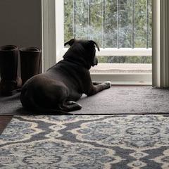Enlarge Waylon, a Adoptable mixed breed in South Elgin, IL image 3/6
