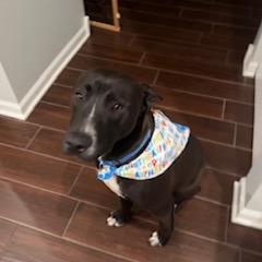 Enlarge Waylon, a Adoptable mixed breed in South Elgin, IL image 4/6