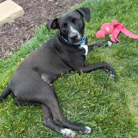 Enlarge Waylon, a Adoptable mixed breed in South Elgin, IL image 5/6