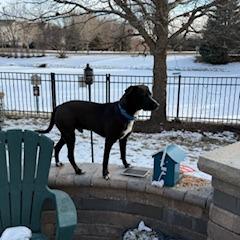 Enlarge Waylon, a Adoptable mixed breed in South Elgin, IL image 6/6
