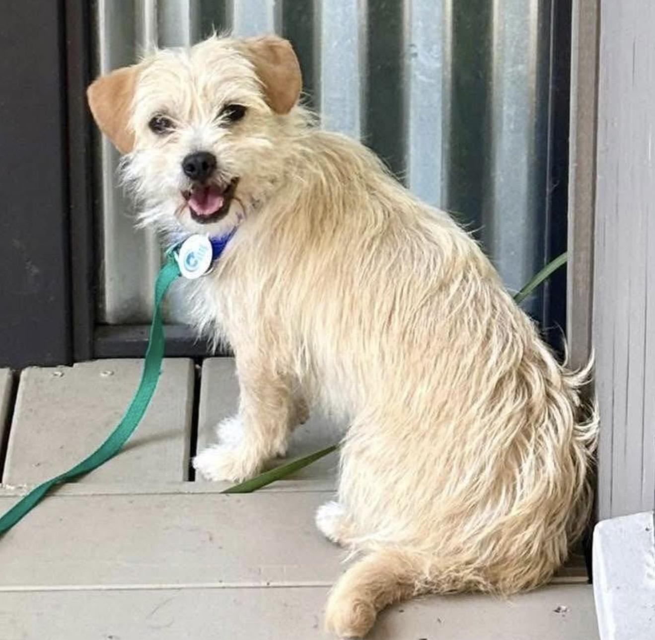 Enlarge Ivy, a ADOPTABLE mixed breed in Santa Rosa, CA image 1/1