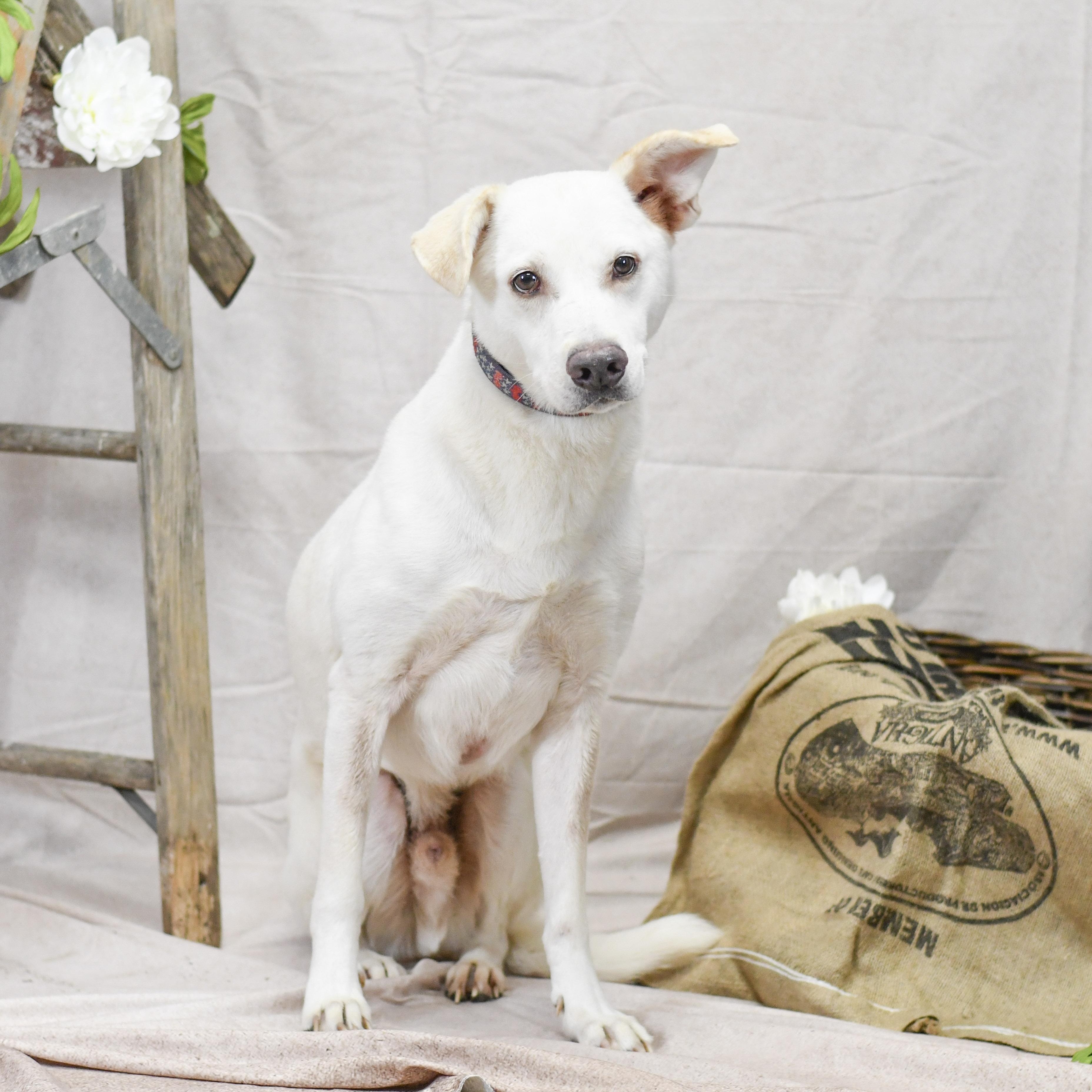 Vaughn, ADOPTABLE, Adult Male Labrador Retriever.