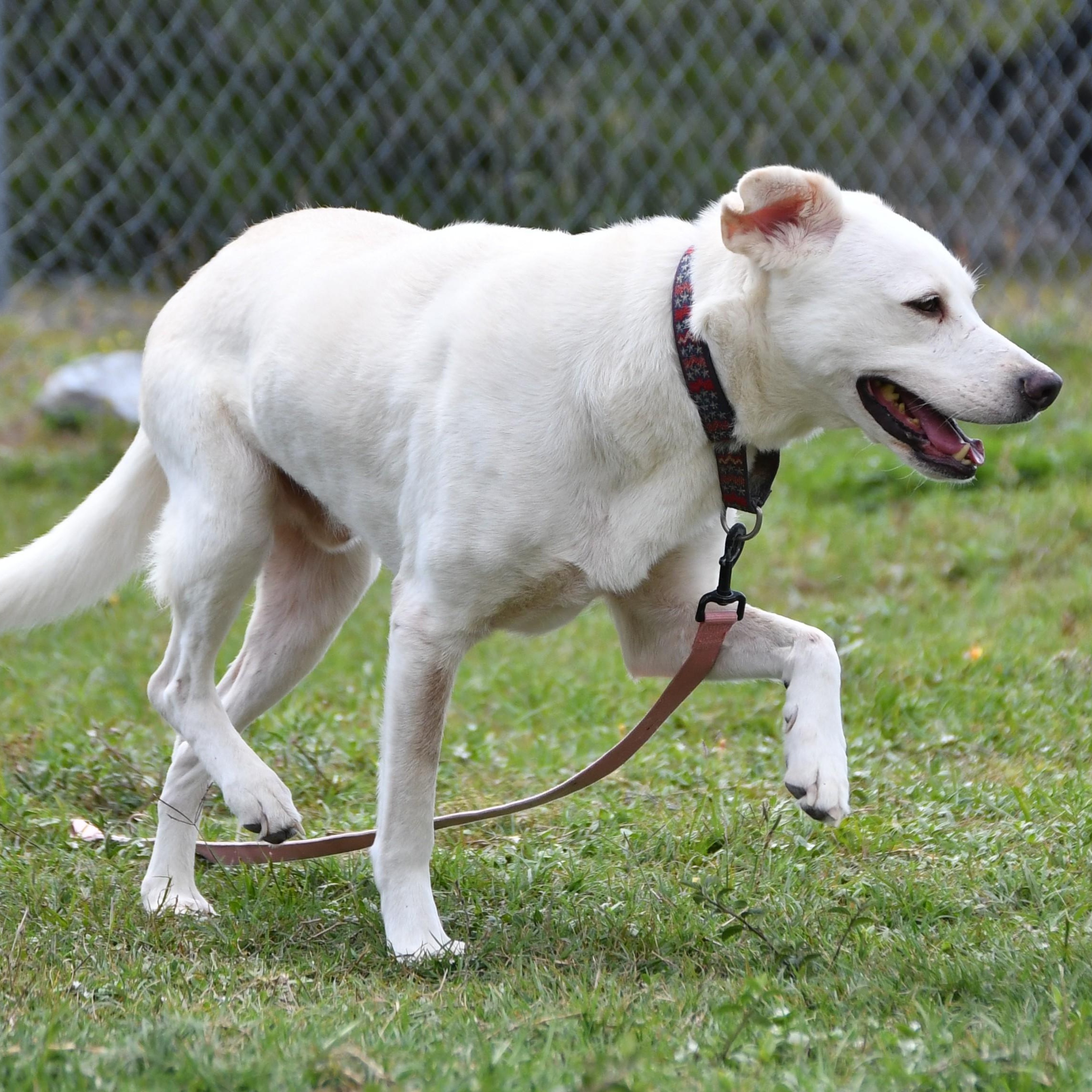 Vaughn, a ADOPTABLE mixed breed in Defuniak Springs, FL image 2/2