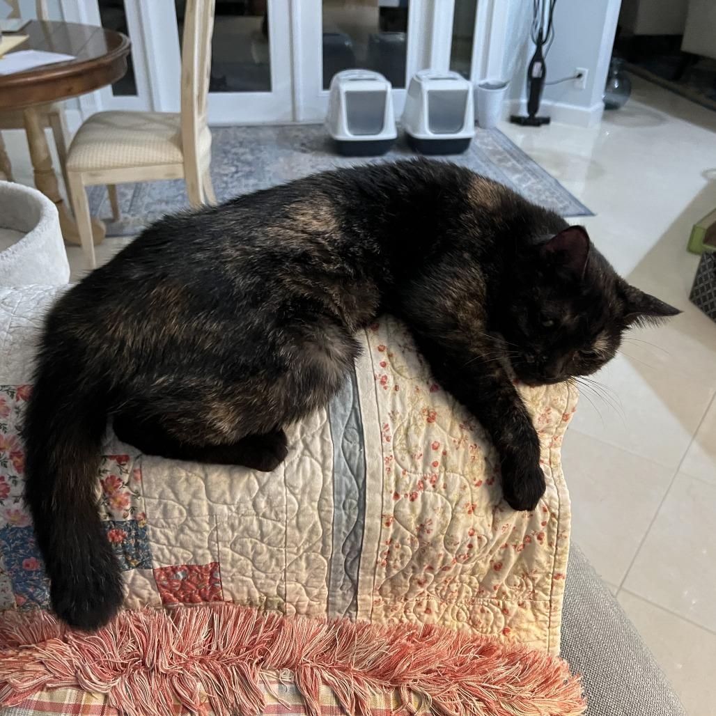 Enlarge Binky, a Adoptable Domestic Short Hair in West Palm Beach, FL image 1/1