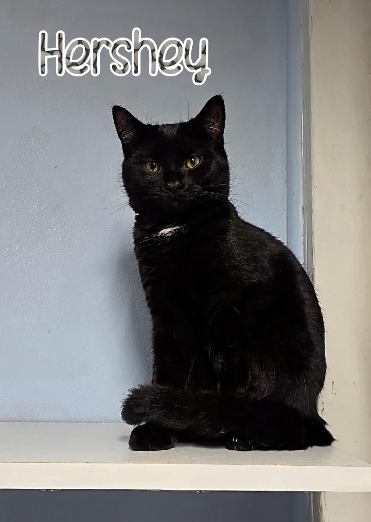 Hershey, Adoptable, Young Male Domestic Short Hair.