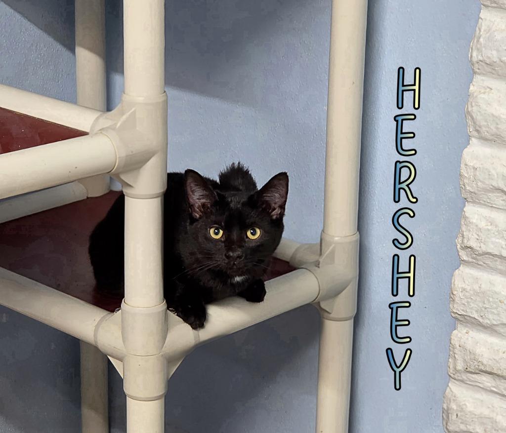 Enlarge Hershey, a Adoptable mixed breed in Port Clinton, OH image 2/6