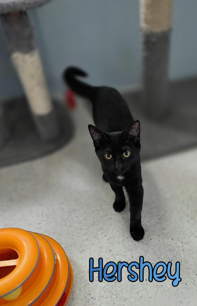 Enlarge Hershey, a Adoptable mixed breed in Port Clinton, OH image 3/6