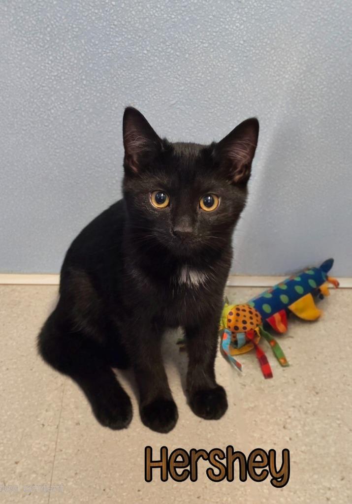 Enlarge Hershey, a Adoptable mixed breed in Port Clinton, OH image 4/6