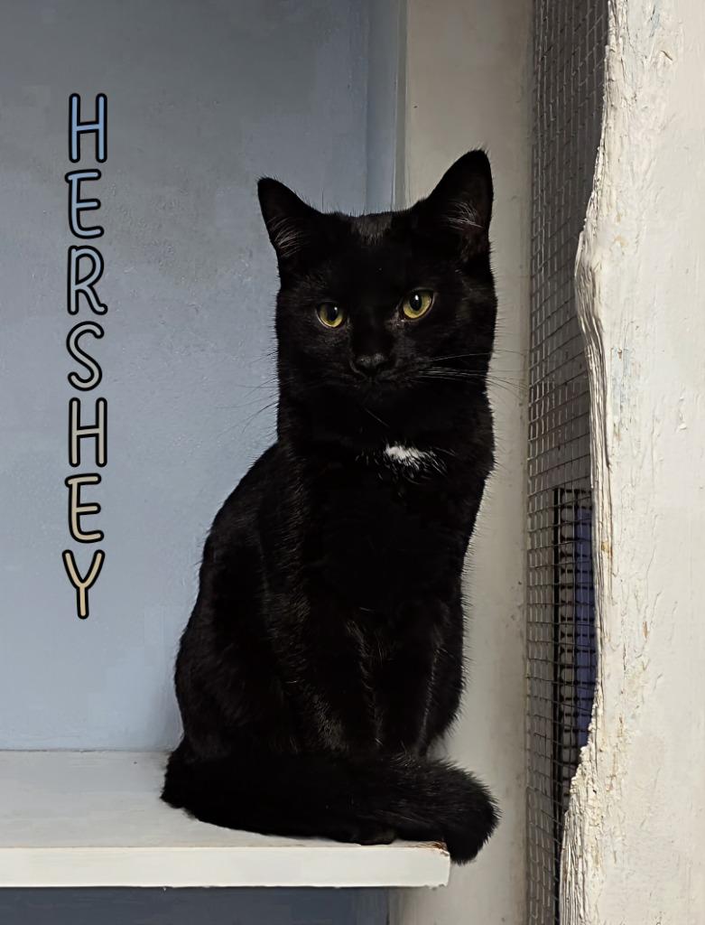 Enlarge Hershey, a Adoptable mixed breed in Port Clinton, OH image 5/6
