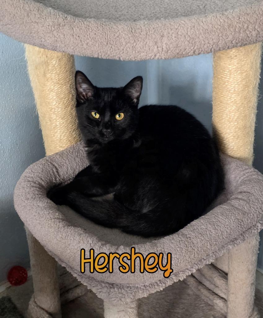 Enlarge Hershey, a Adoptable mixed breed in Port Clinton, OH image 6/6