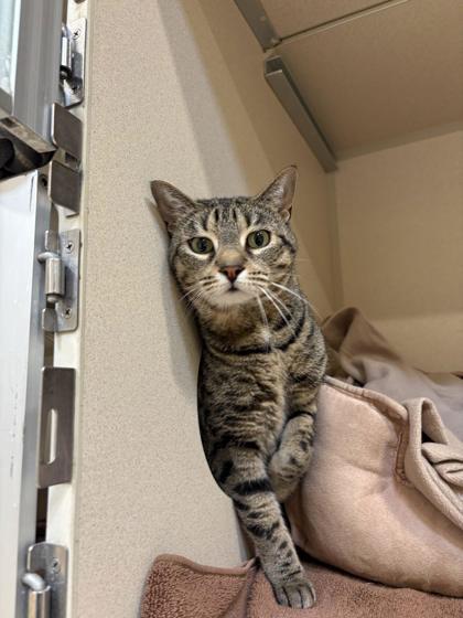 Tabatha, Adoptable, Adult Female Domestic Short Hair & Domestic Short Hair.