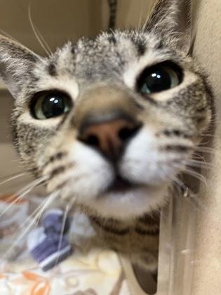 Enlarge Tabatha, a Adoptable mixed breed in New Hope, PA image 2/3
