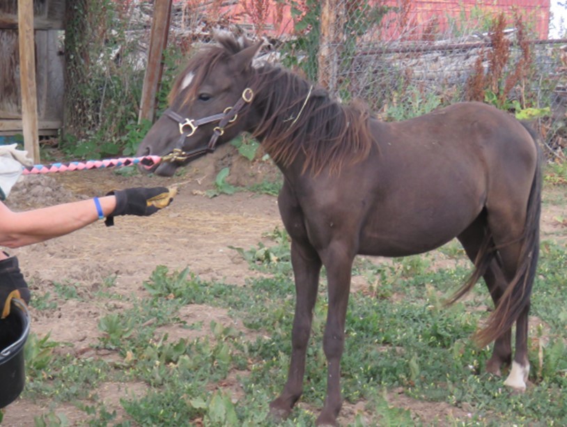 Enlarge Luke, a Adopted Shetland Pony in Arvada, CO image 1/1