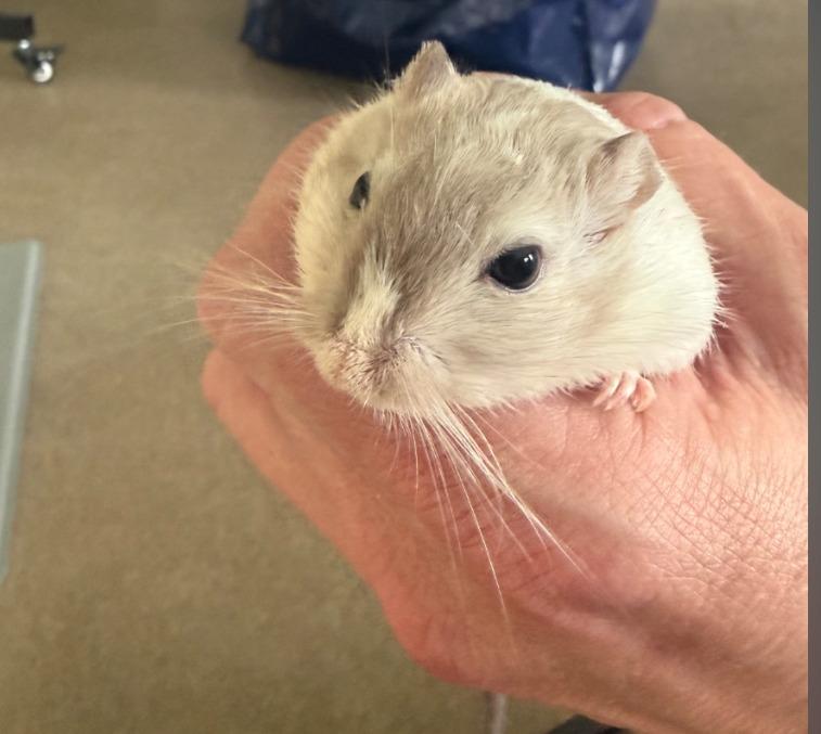 Bologna, Adoptable, Young Male Gerbil.