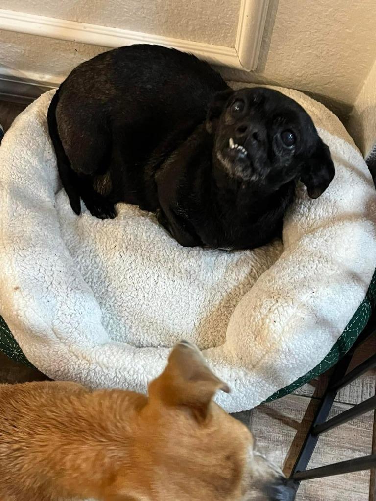 Xena, Adoptable, Adult Female Chihuahua & Miniature Pinscher.