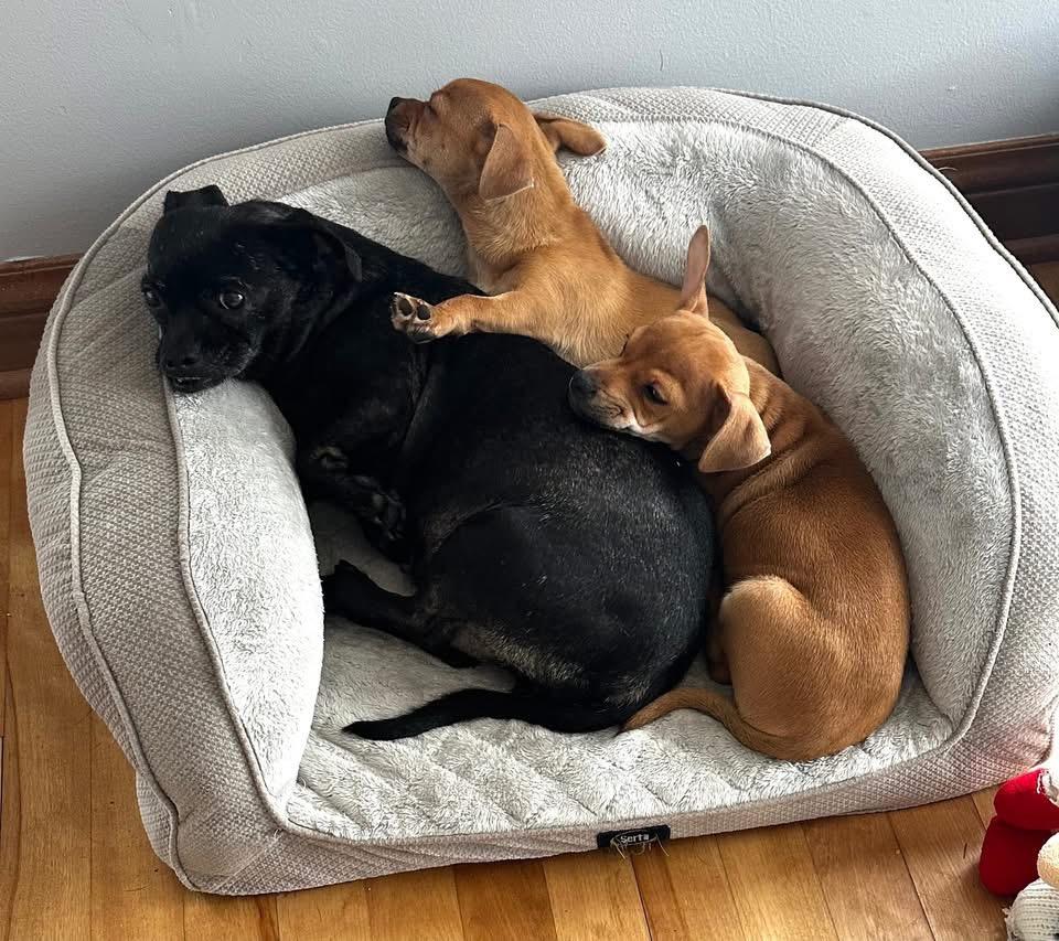 Enlarge Xena, a Adoptable mixed breed in Richfield, WI image 2/5