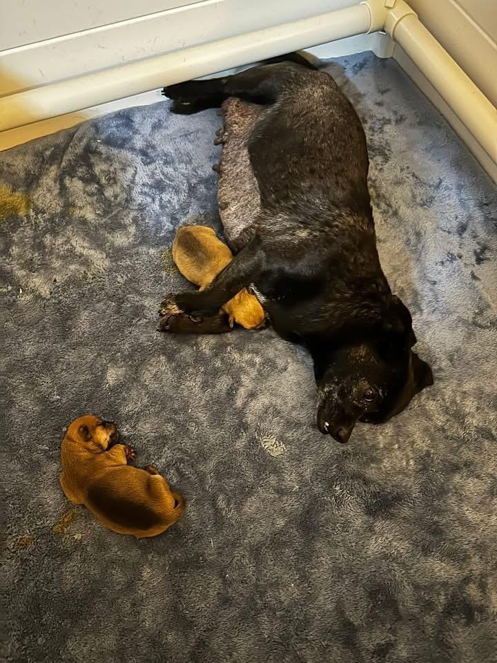 Enlarge Xena, a Adoptable mixed breed in Richfield, WI image 3/5