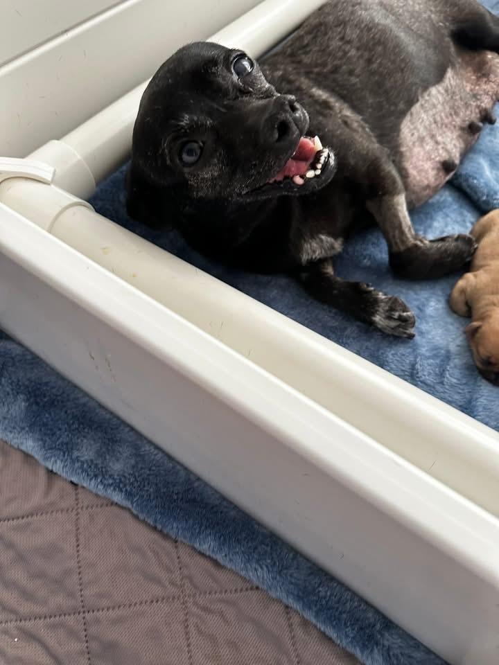 Enlarge Xena, a Adoptable mixed breed in Richfield, WI image 4/5