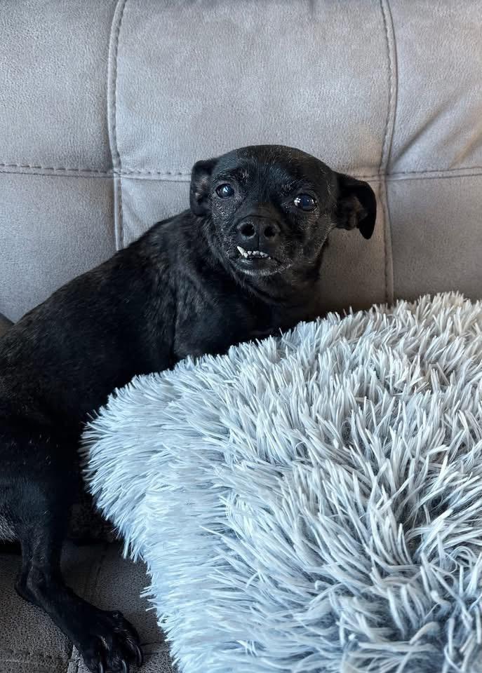 Enlarge Xena, a Adoptable mixed breed in Richfield, WI image 5/5