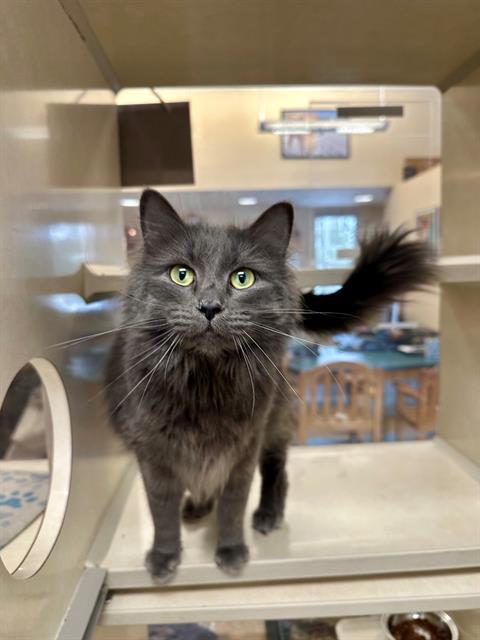 SHEA, Adoptable, Young Female Domestic Long Hair.