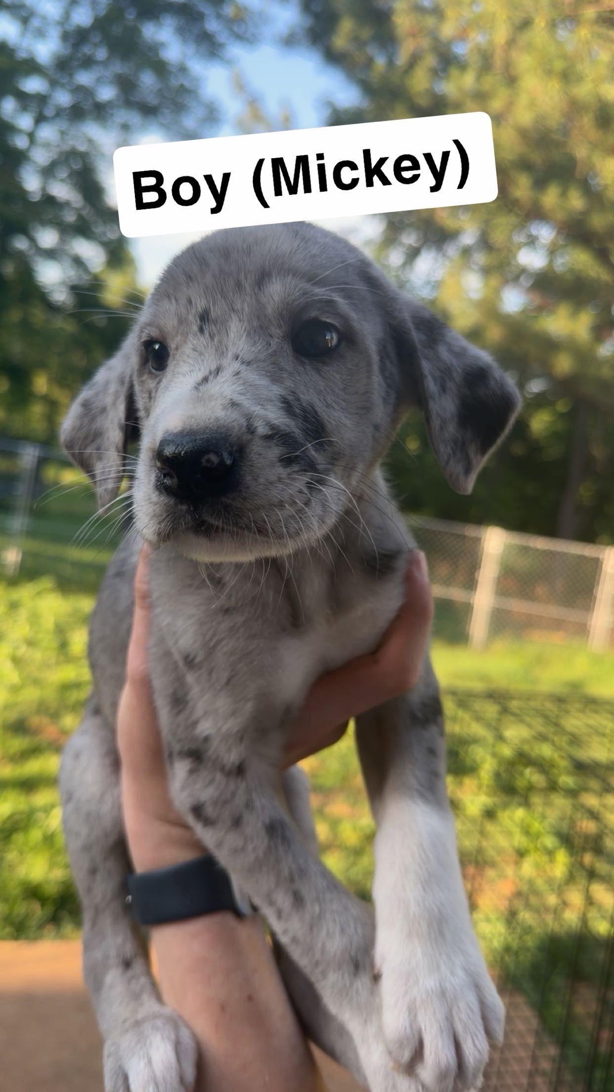 Mickey, Adoptable, Puppy Male Great Dane & Great Pyrenees.
