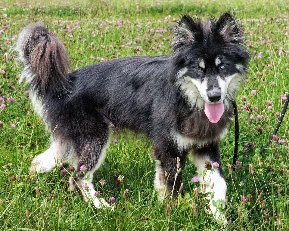 SNAPE, adopted, Young Male Alaskan Malamute.
