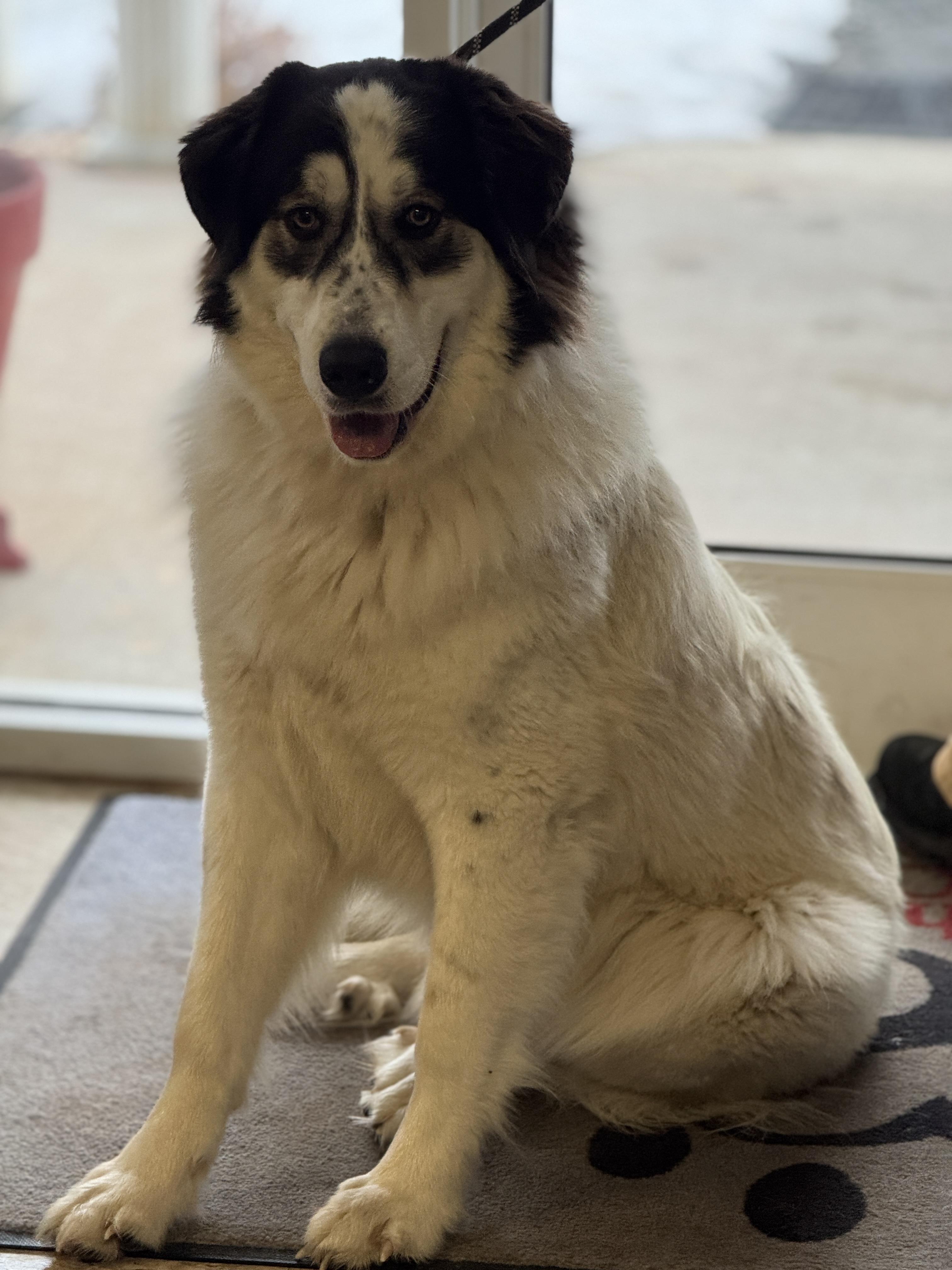 Enlarge Rosie, an adopted Great Pyrenees in Richmond, VA image 6/6