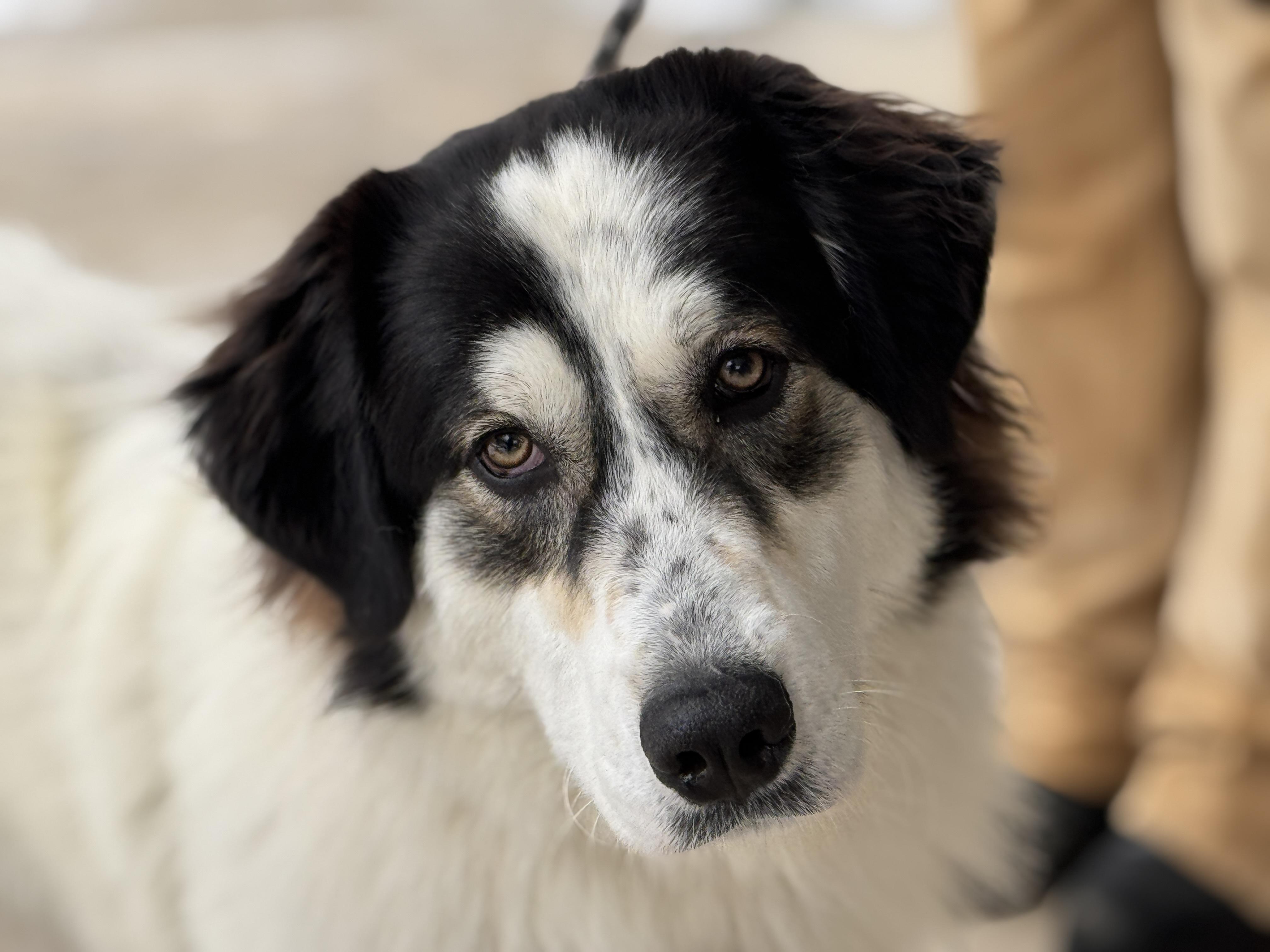 Enlarge Rosie, an adopted Great Pyrenees in Richmond, VA image 1/6