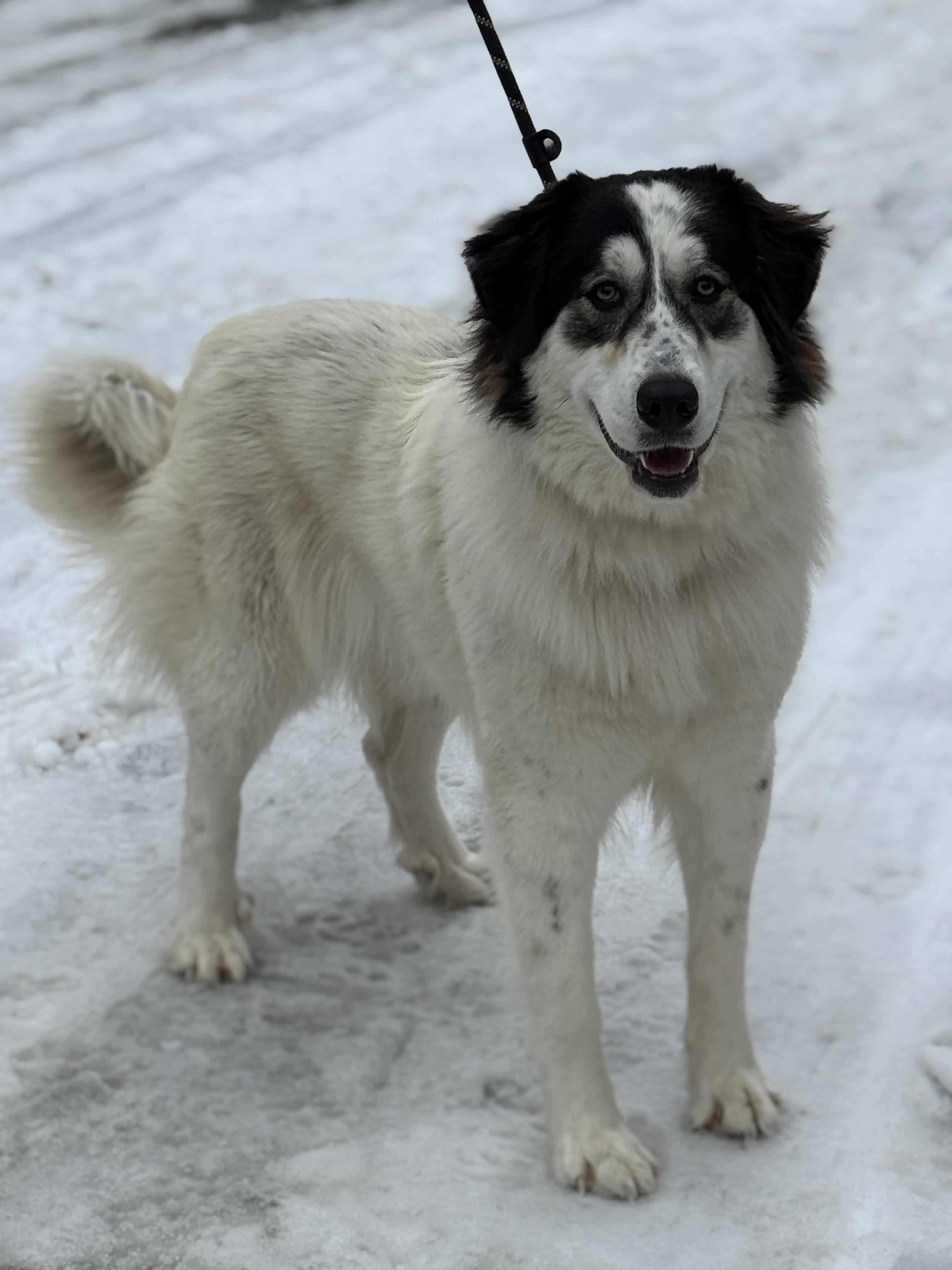Enlarge Rosie, an adopted Great Pyrenees in Richmond, VA image 3/6