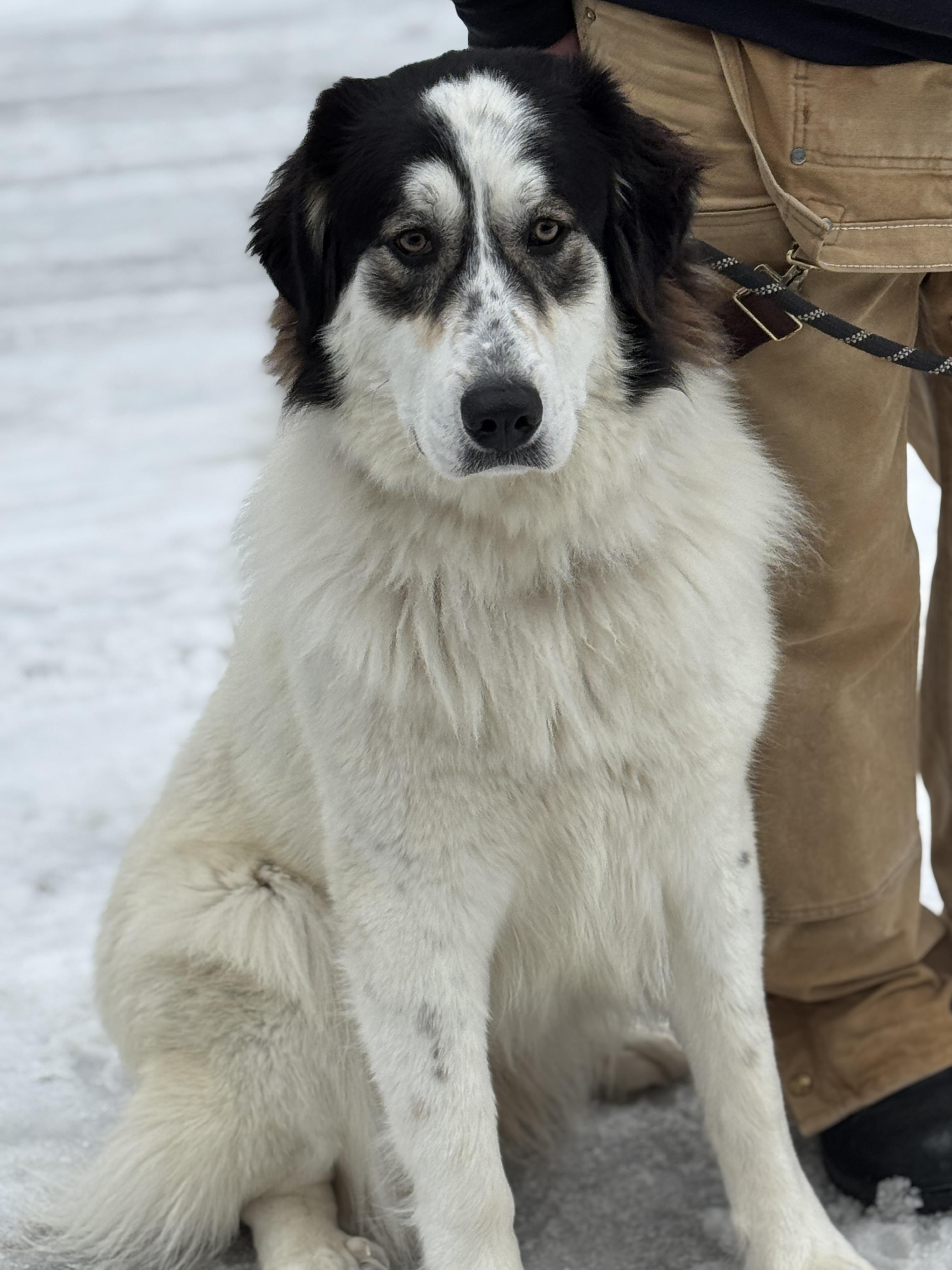 Enlarge Rosie, an adopted Great Pyrenees in Richmond, VA image 4/6