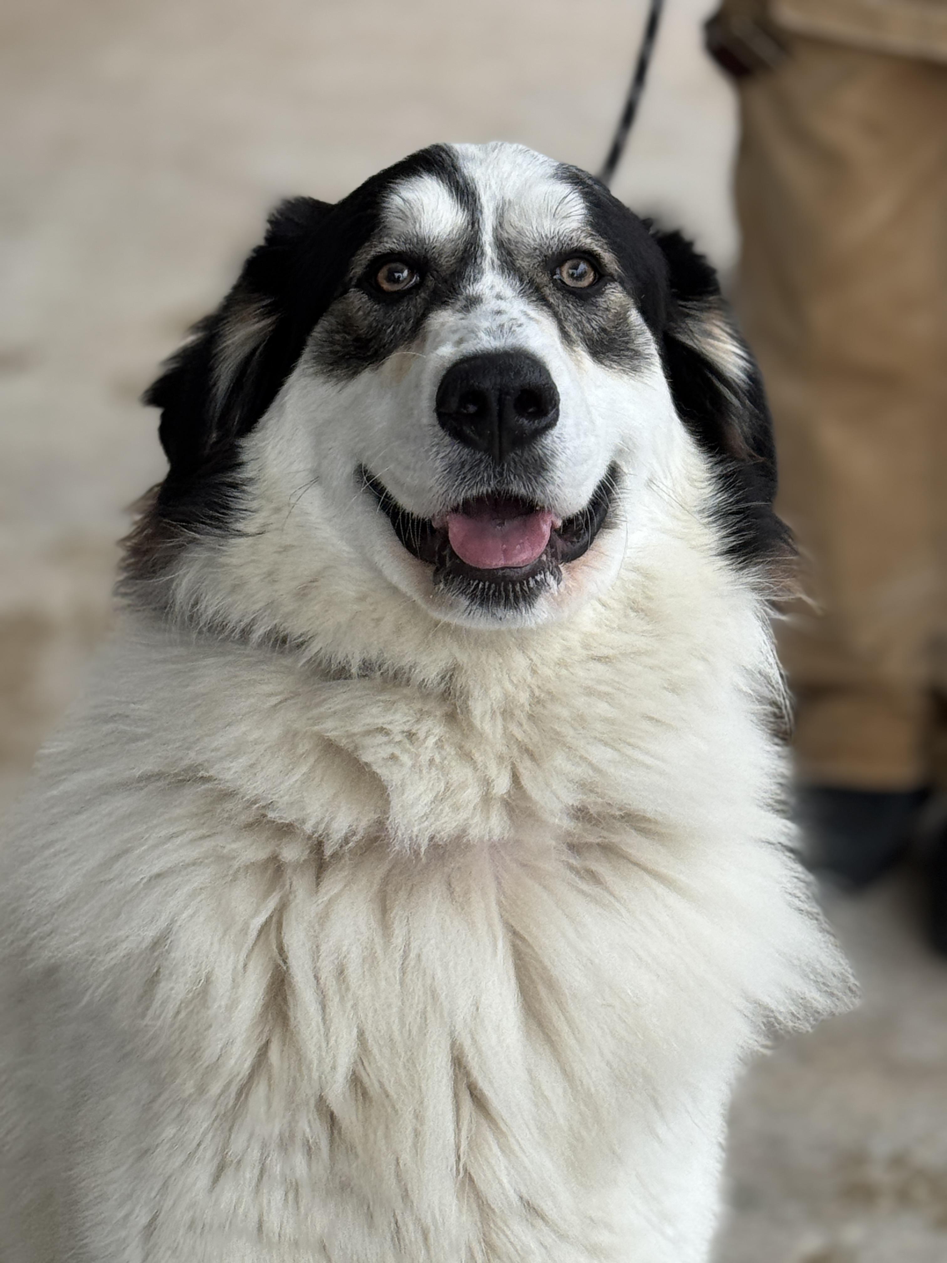 Enlarge Rosie, an adopted Great Pyrenees in Richmond, VA image 5/6