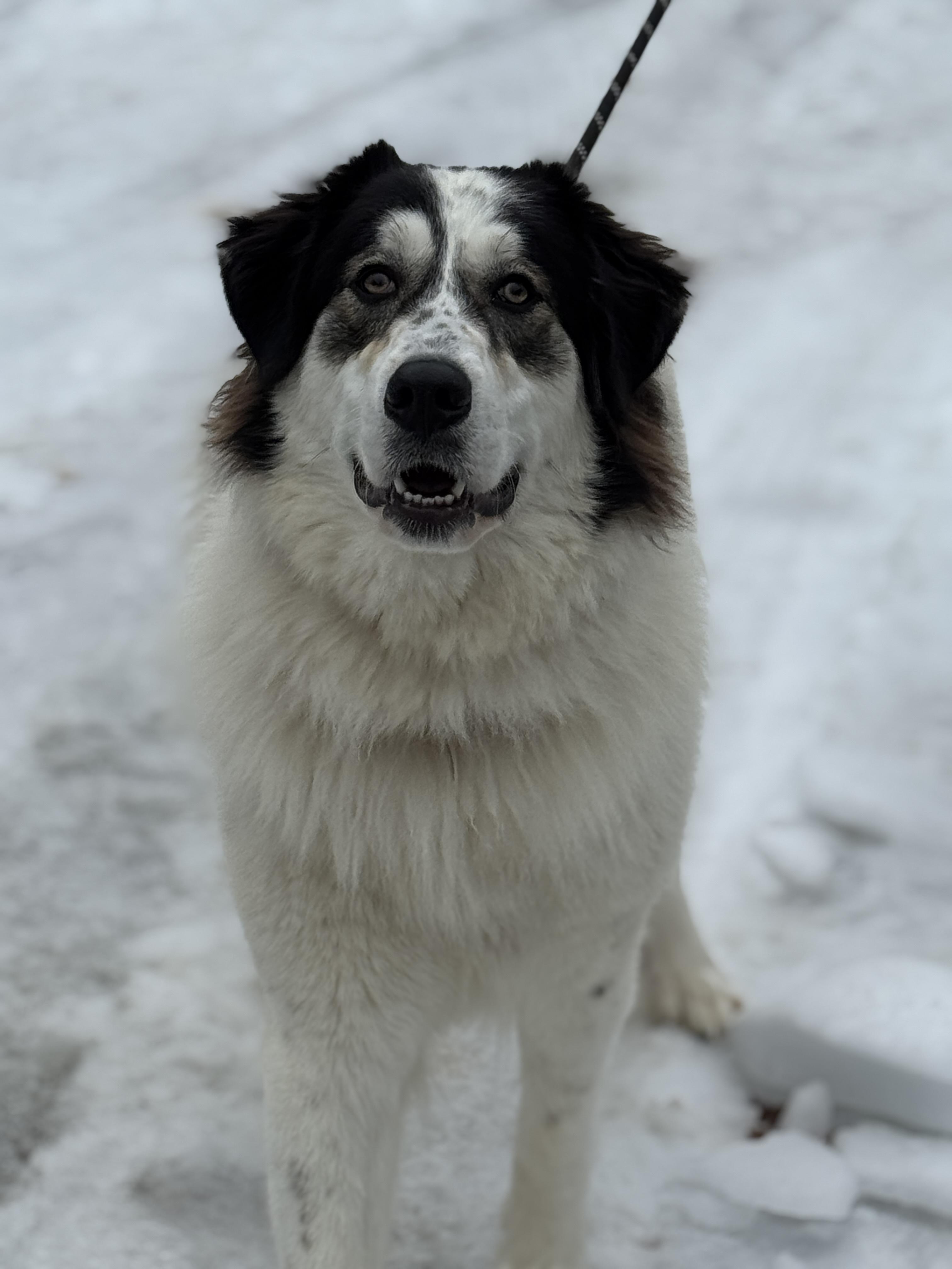 Enlarge Rosie, an adopted Great Pyrenees in Richmond, VA image 2/6