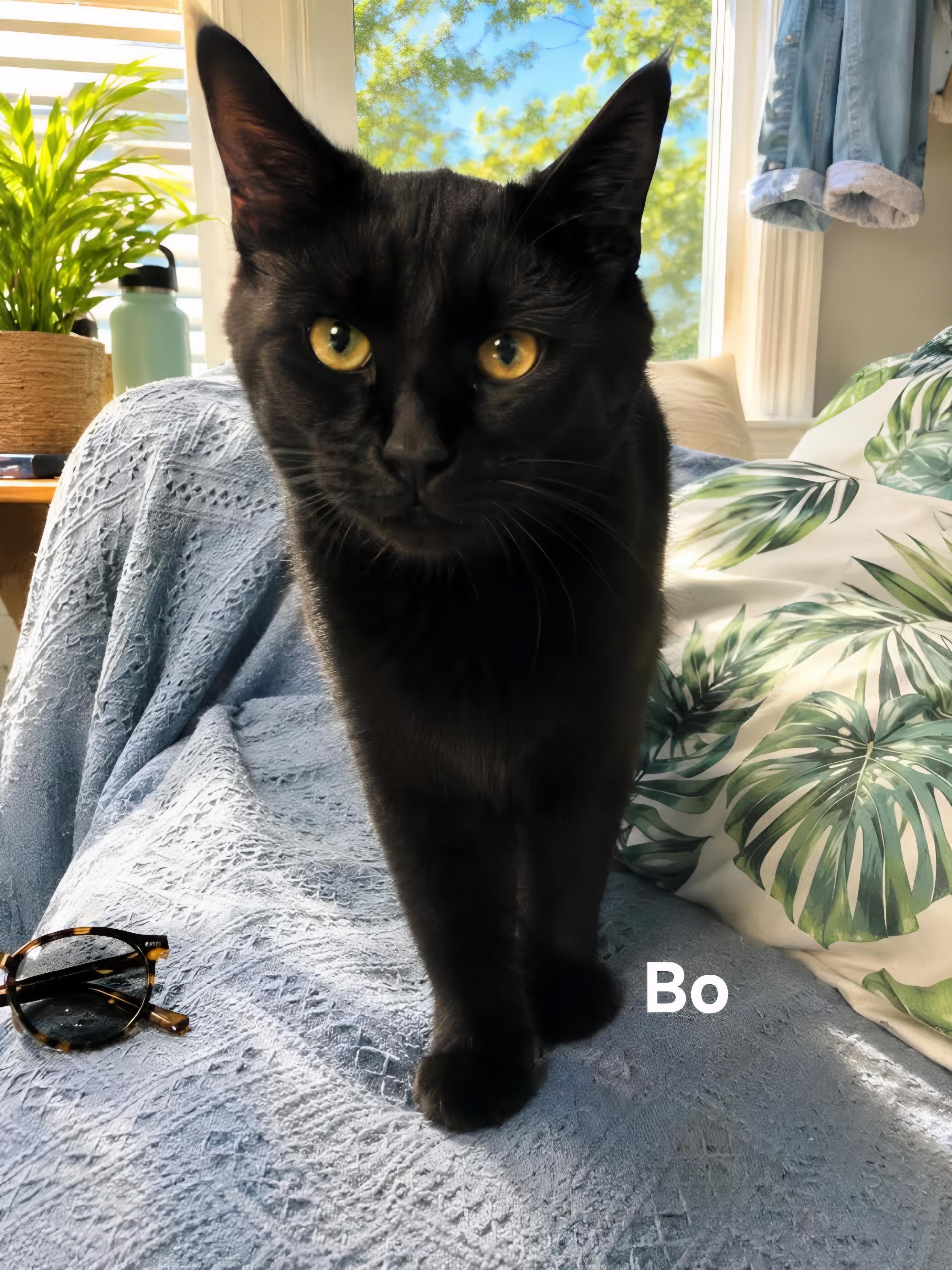 Enlarge Bo, an adopted Domestic Medium Hair in Chicopee, MA image 2/2