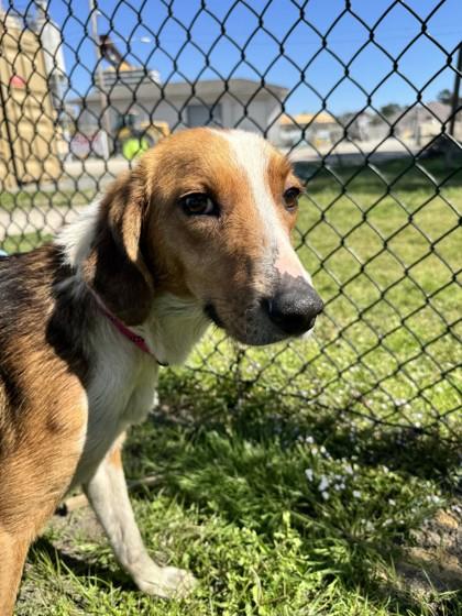 Keanu, Adoptable, Young Male Hound.