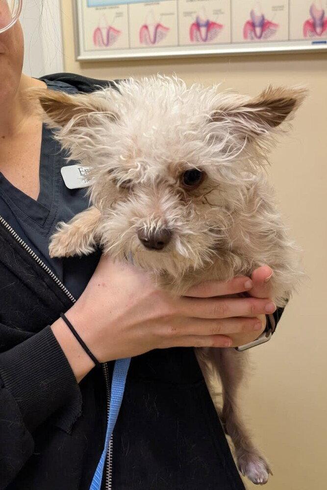 Enlarge Milo, a Adoptable mixed breed in Caldwell, NJ image 2/2