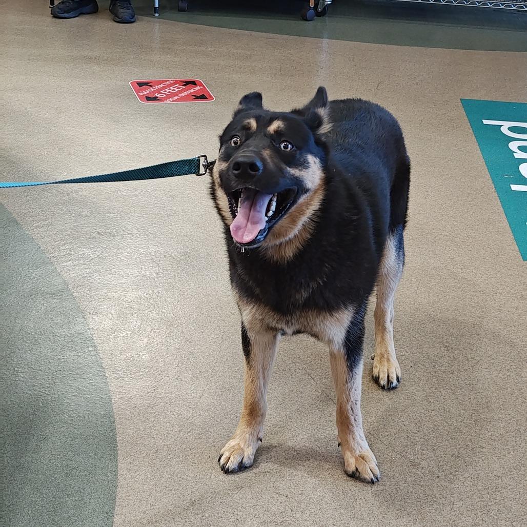 Shadow, a Adoptable mixed breed in Upland, CA image 1/6