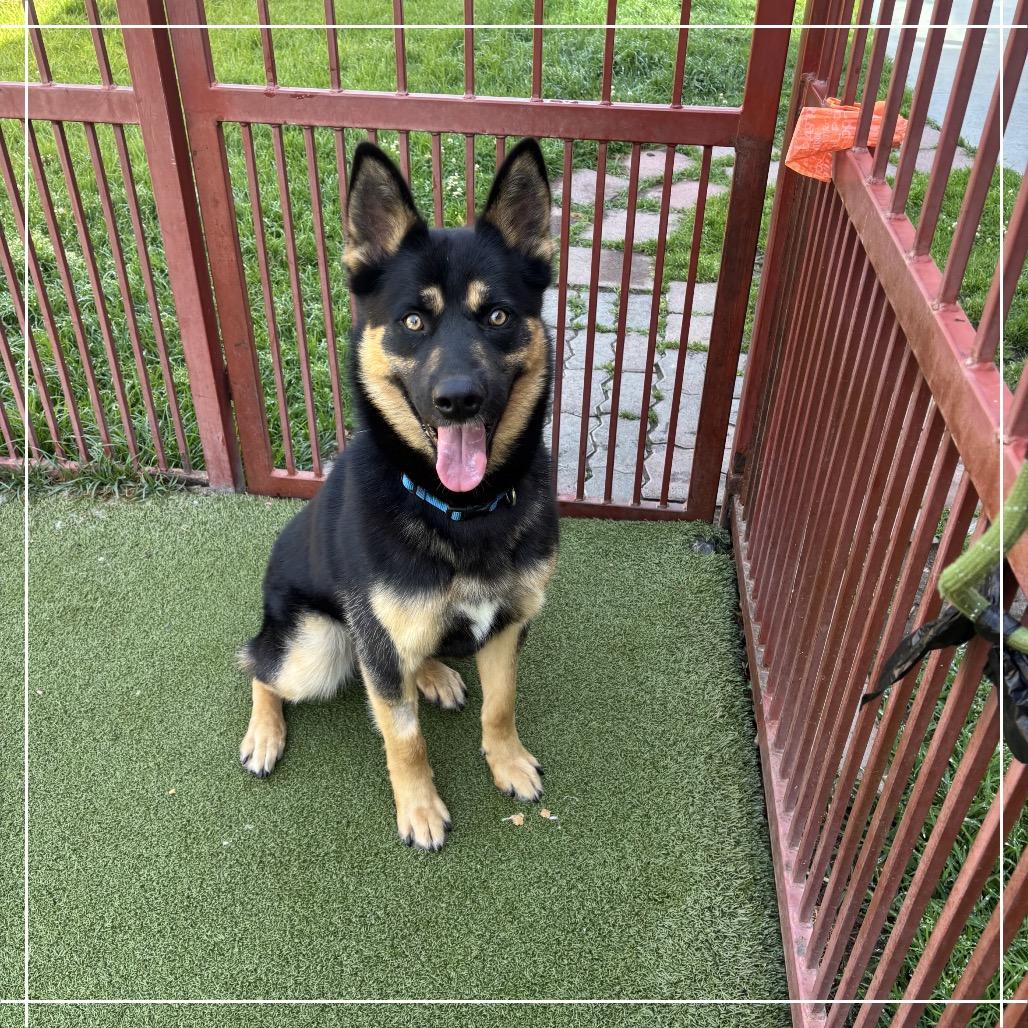 Shadow, a Adoptable mixed breed in Upland, CA image 2/6