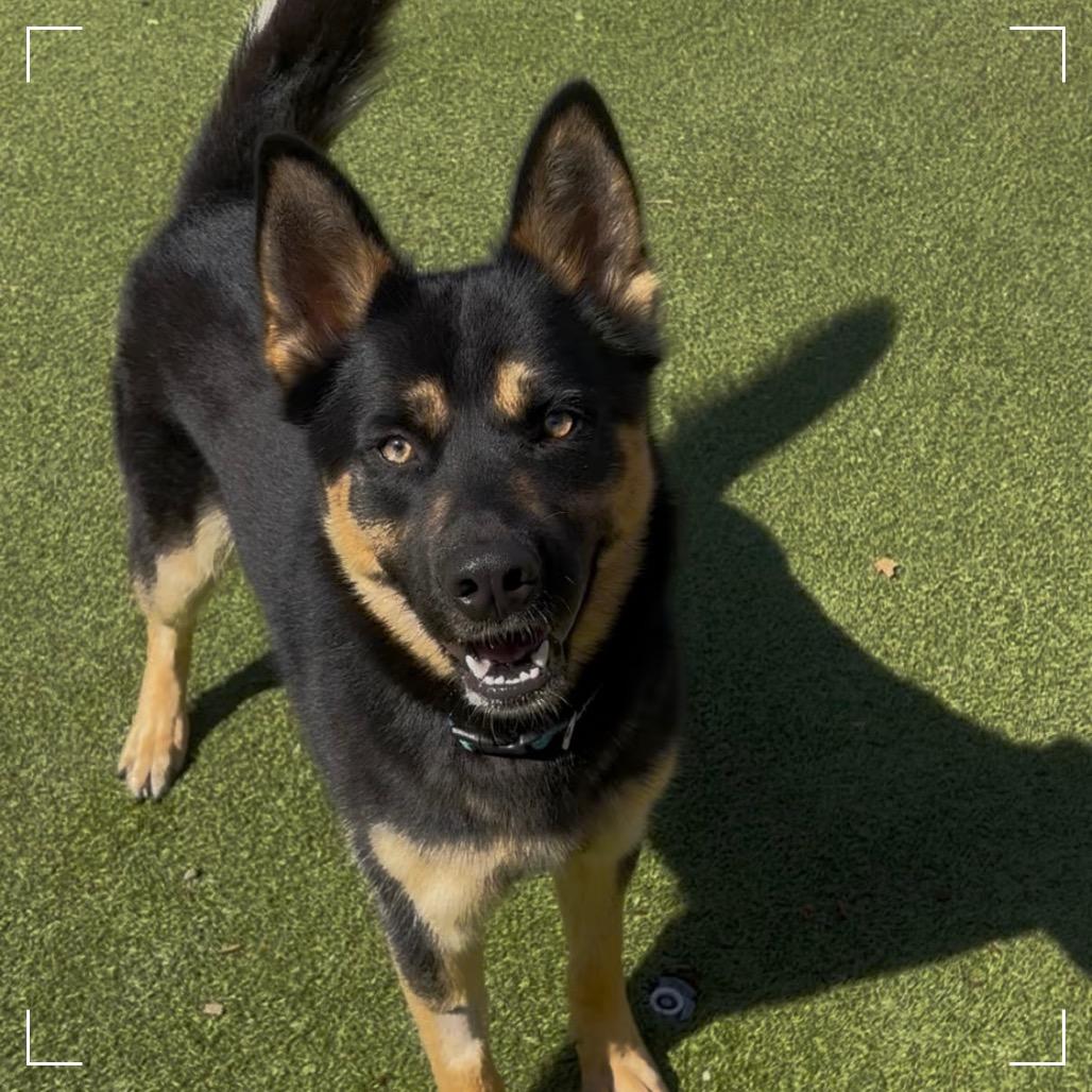 Shadow, a Adoptable mixed breed in Upland, CA image 3/6