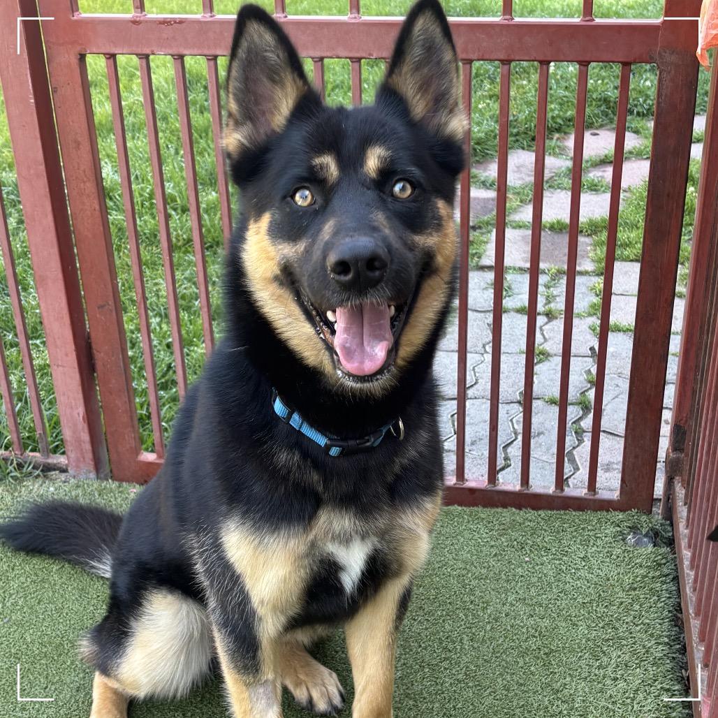 Shadow, a Adoptable mixed breed in Upland, CA image 4/6