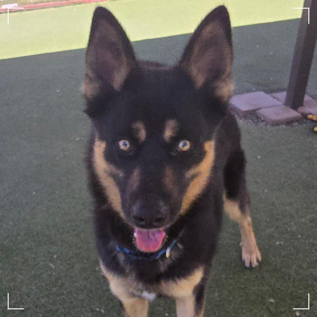 Shadow, a Adoptable mixed breed in Upland, CA image 5/6