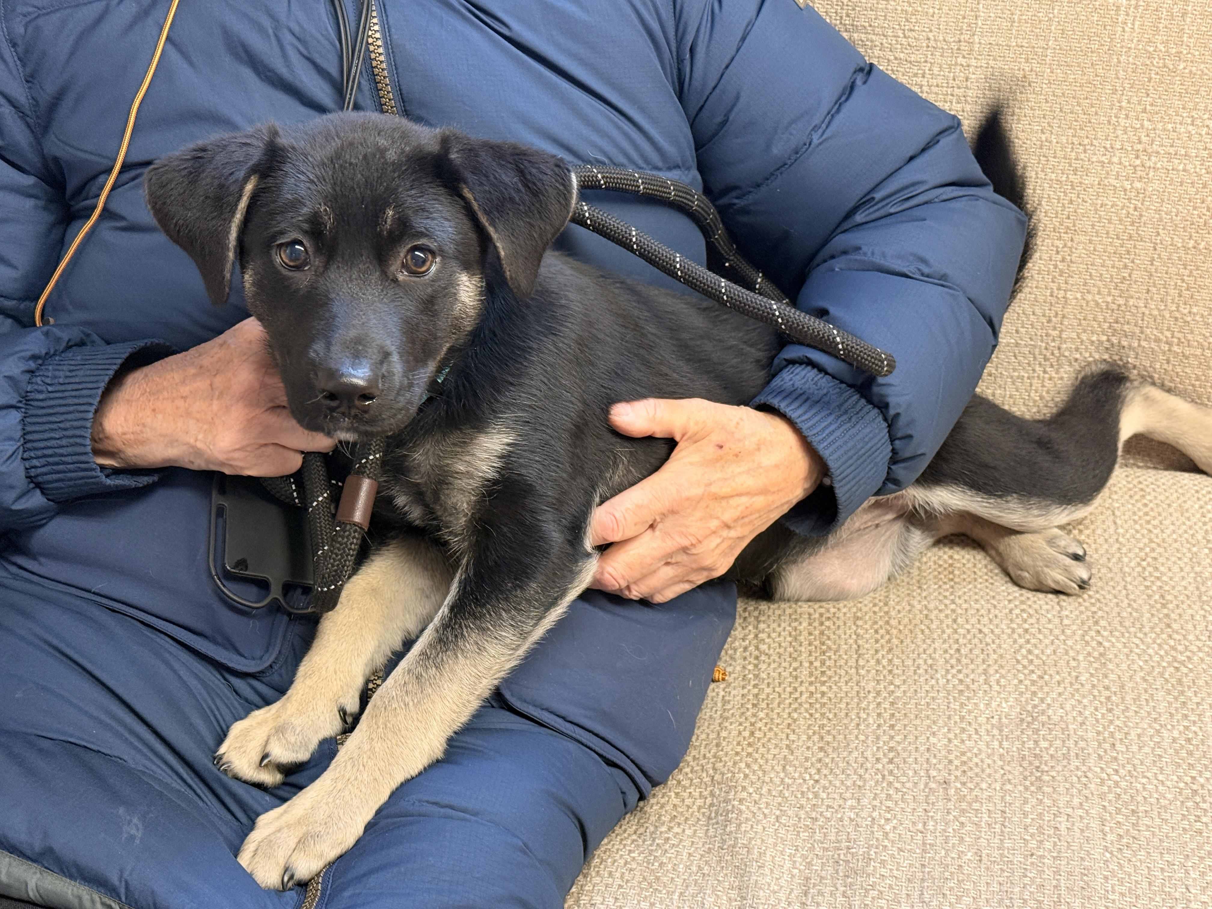 Dora, ADOPTABLE, Puppy Female Shepherd.